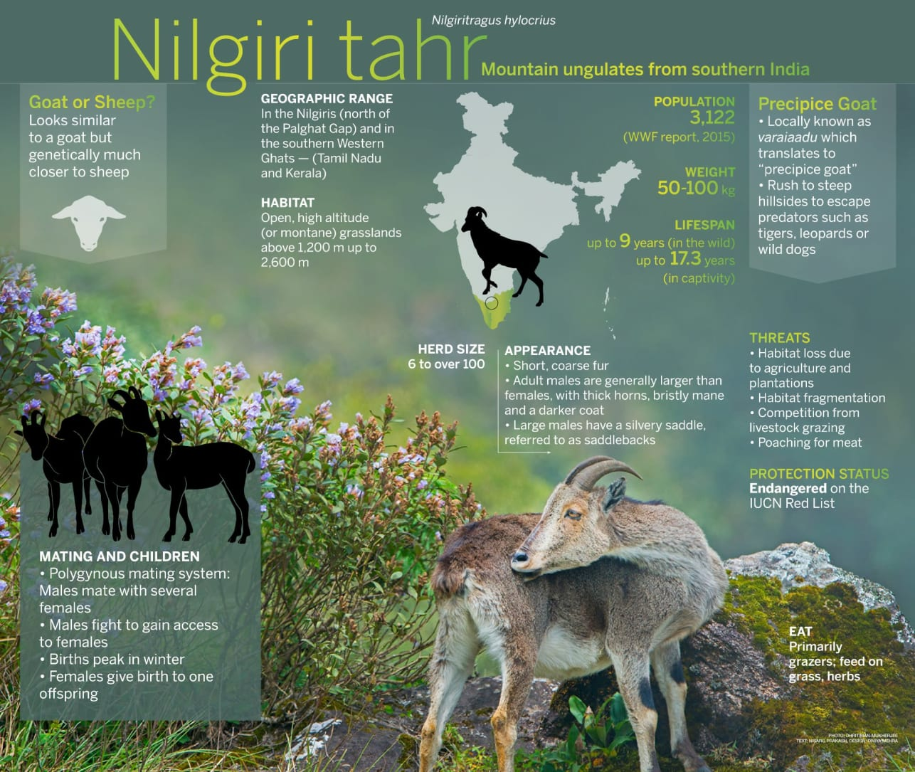 Nilgiri Tahr
